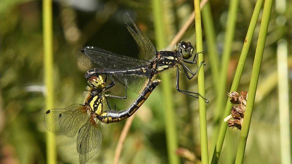Black darter dragonflies mating at Roydon Common