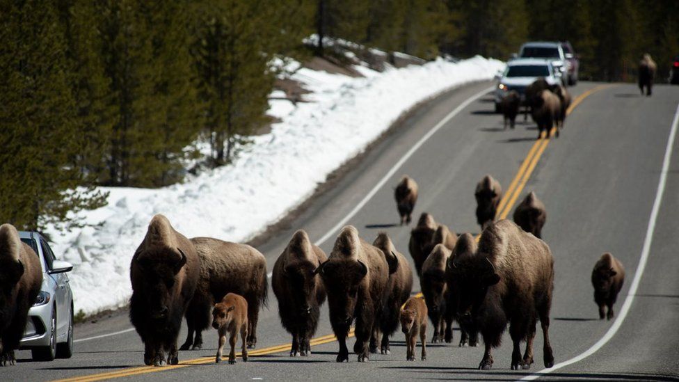 A herd of bison and calves in the road at the park