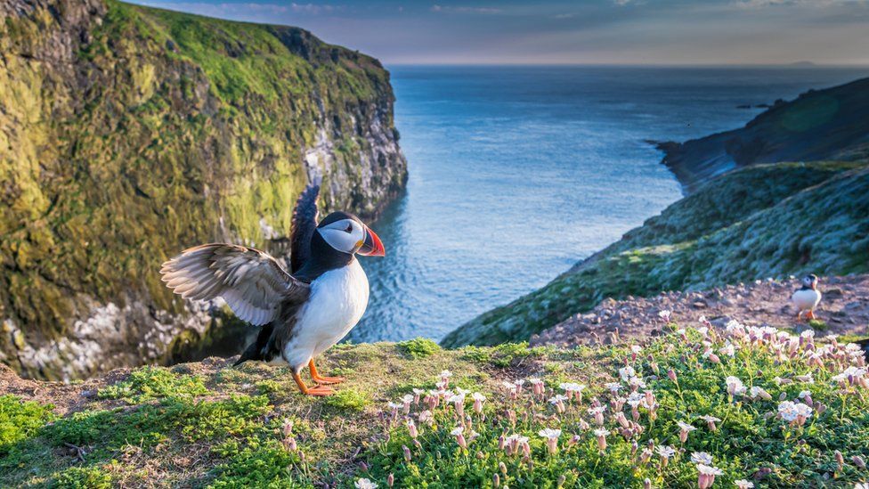 A photo of a puffin