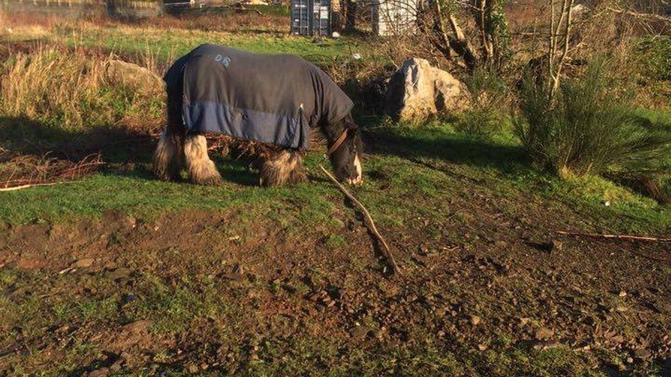 Tethered horse