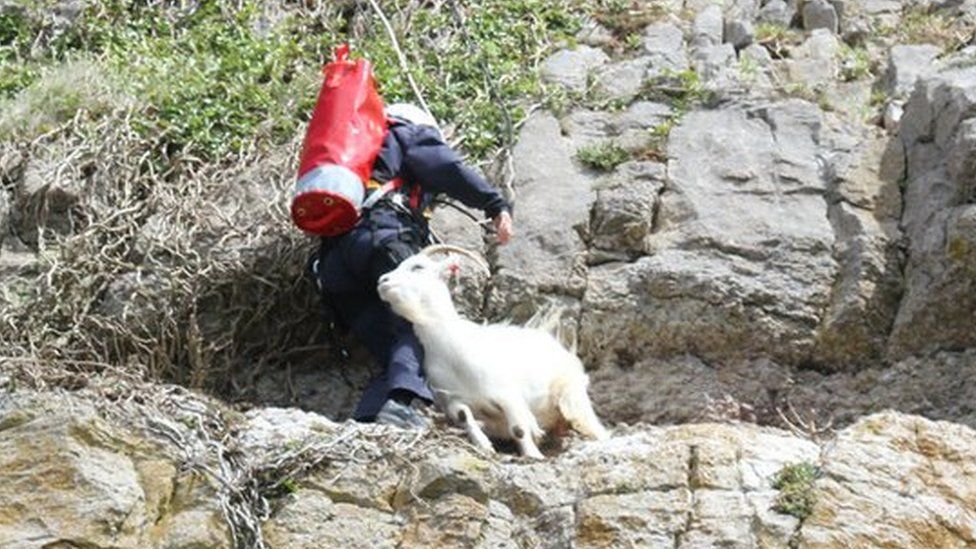 Goat being rescued