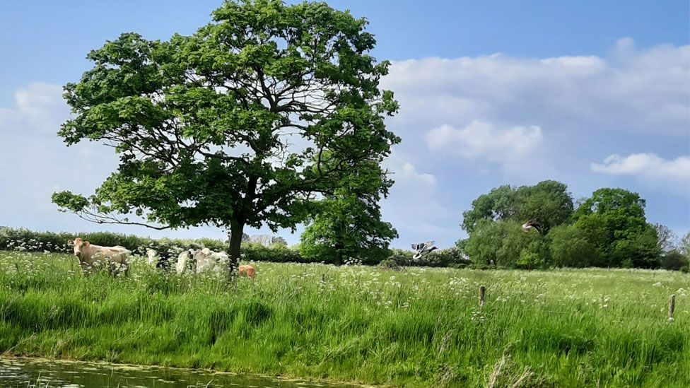 A field behind a river or pond with white cows grazing on green grass under the shade of a lop-sided tree, Bedwell Hey Farm near Ely.