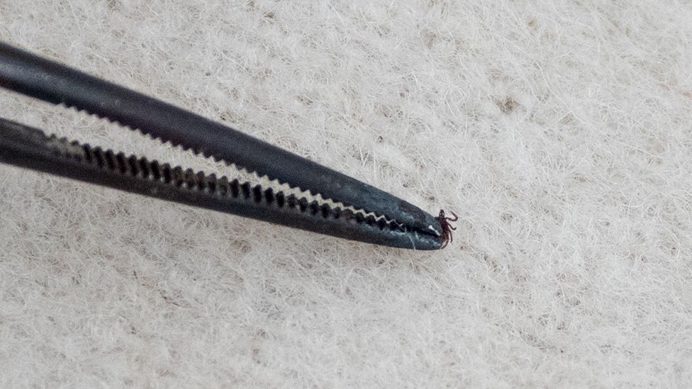 A tiny tick on the end of a pair of tweezers