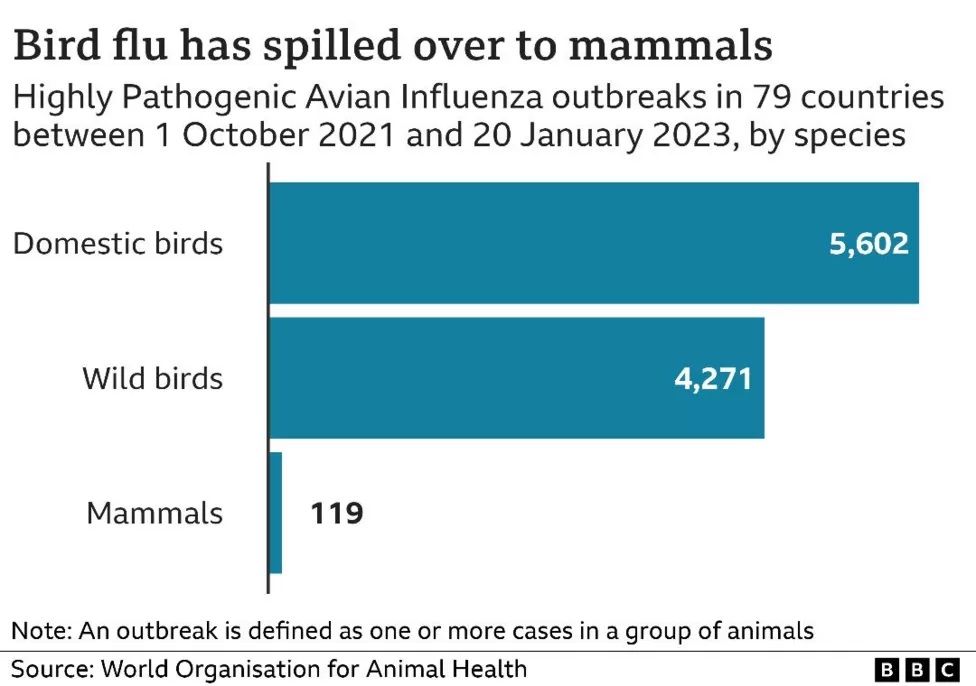 Bird flu in mammals graph