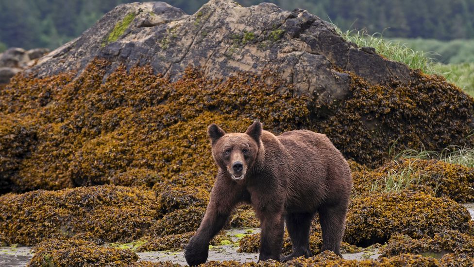 Grizzly Bear, northern British Columbia, Canada