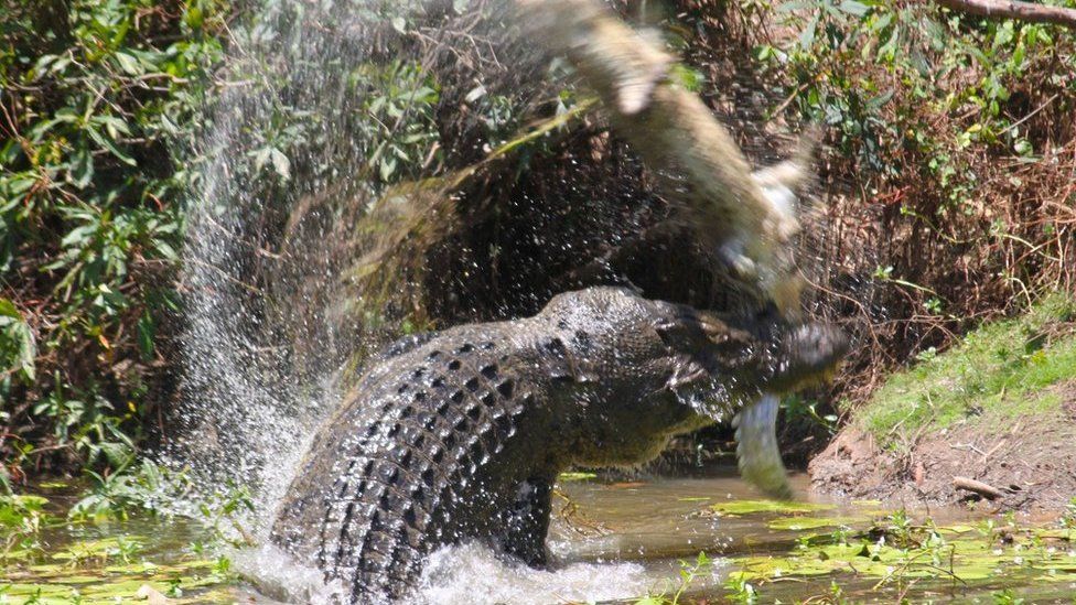 Crocodile attacks a smaller crocodile in Rinyirru National Park