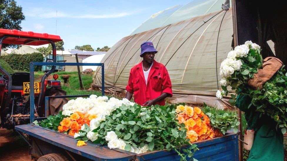 Workers load roses to be dumped at a flower farm in Kenya