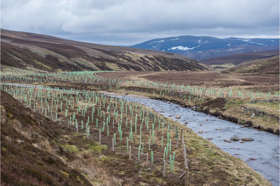 Tree planting along the upper reaches of the River Gairn, Scotland