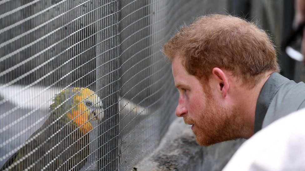 Prince Harry meets a feathered friend