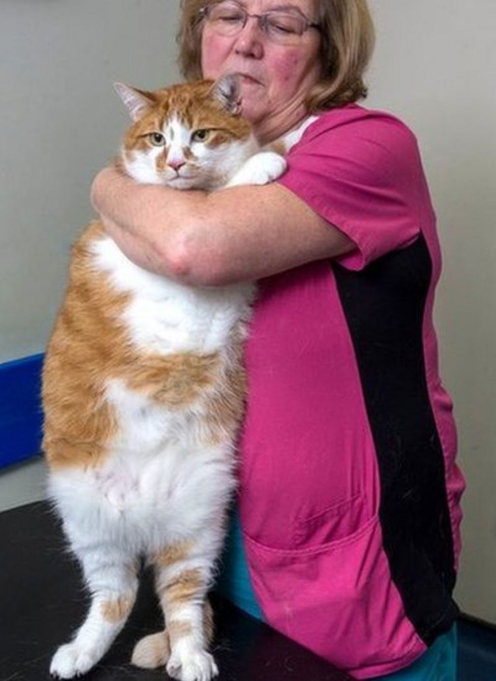 Overweight Aberdeen cat Pumpkin chosen for pet slimming finals - BBC News