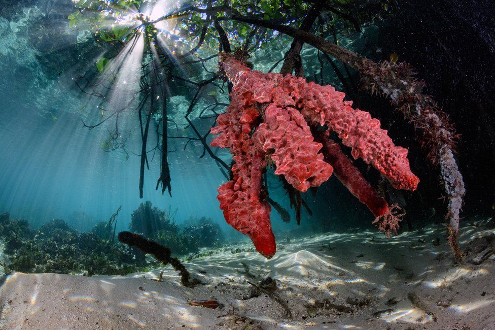 An underwater photo of sponges around mangrove roots