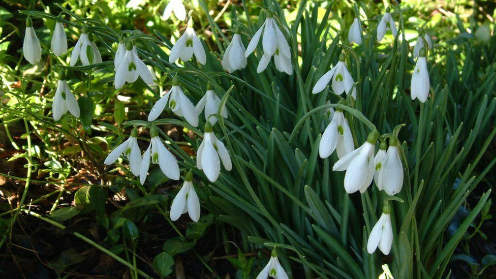 Has the mildest, wettest winter led to an early spring? - BBC News