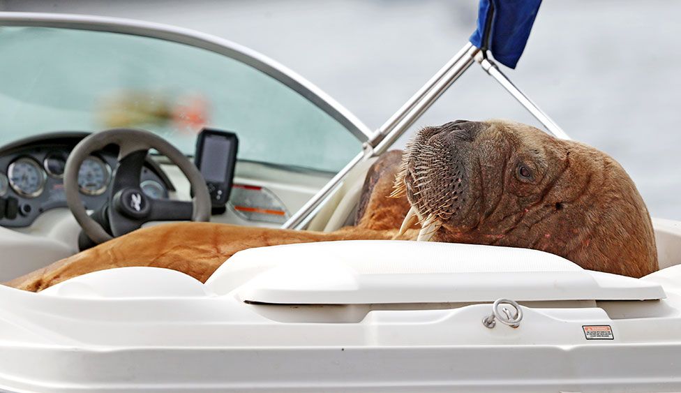 A large walrus lounges in a speedboat in Crookhaven, County Cork, in the Republic of Ireland