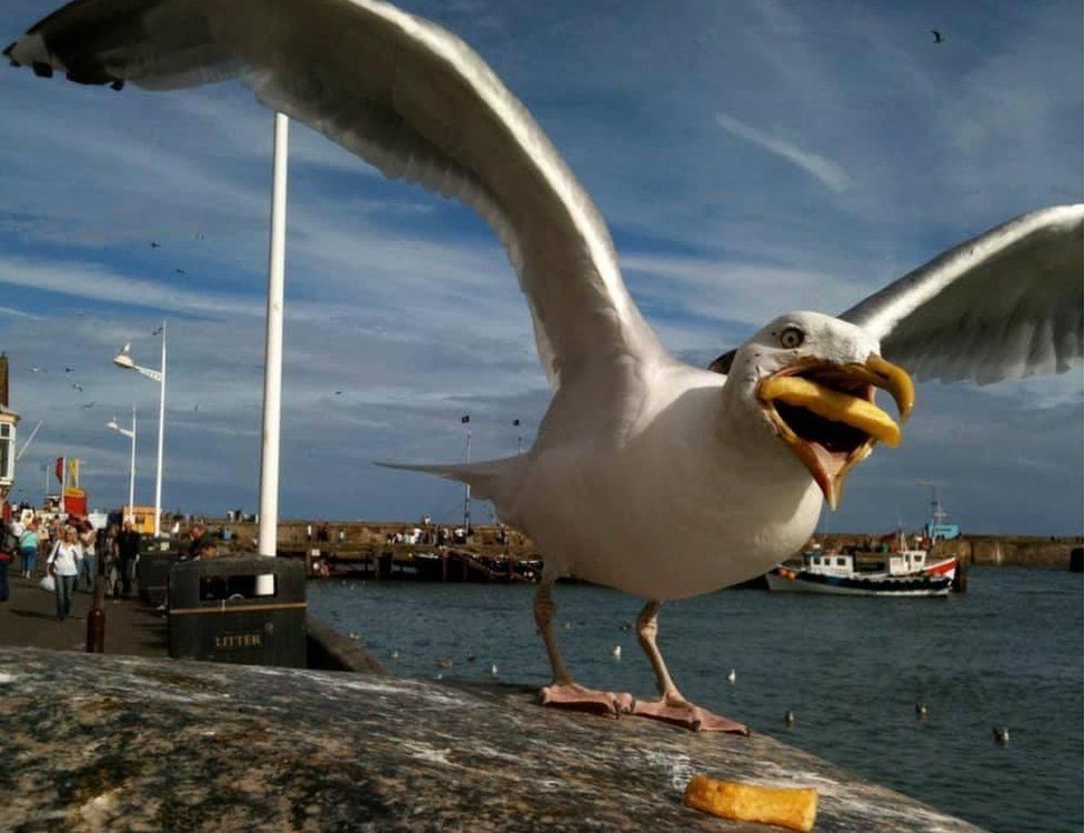 _118885756_gull1.jpg