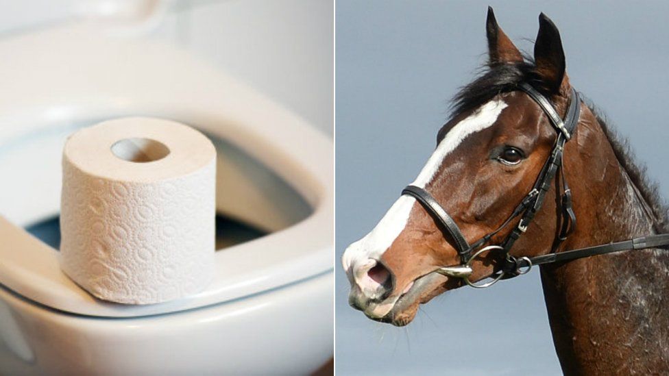 Toilet and horse