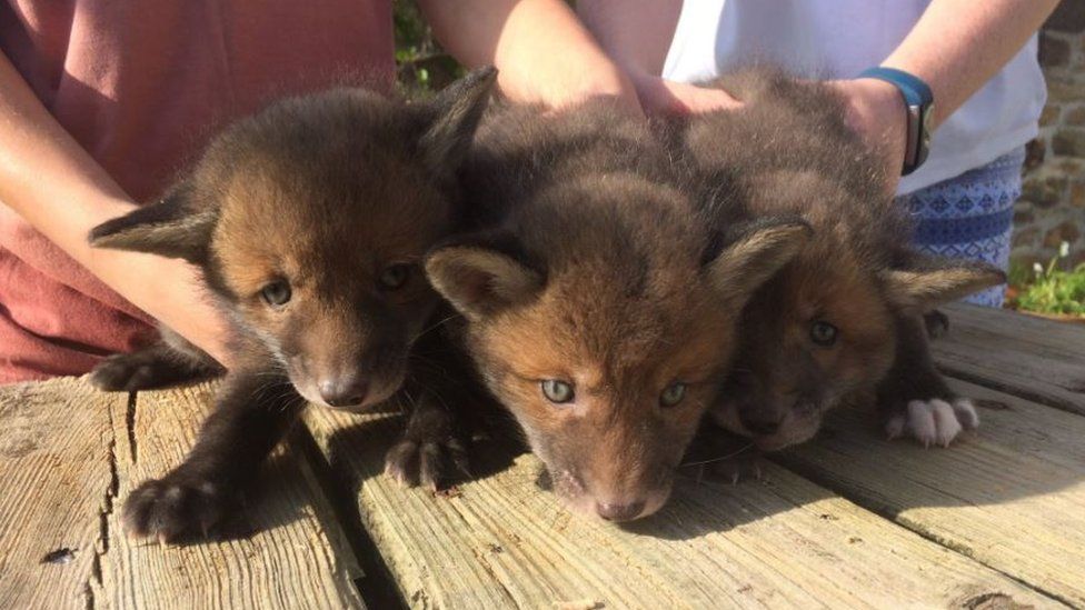 Three fox cubs