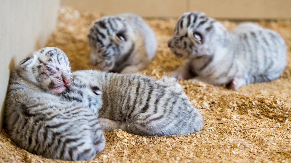 four fluffy white tiger cubs lying on sawdust in their enclosure