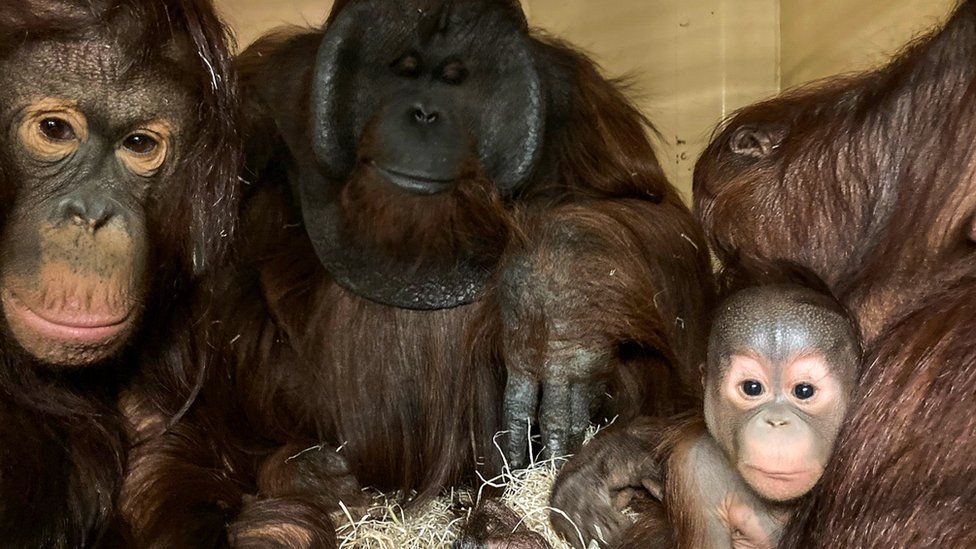 Orangutan family