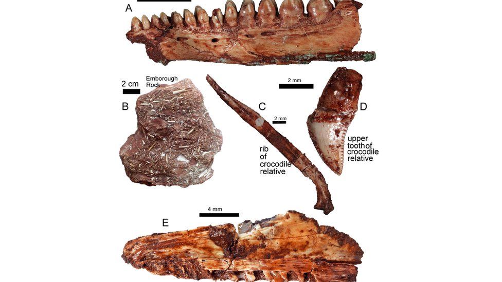 A number of bones found that make up part of a skeleton of a Kuehneosaurus