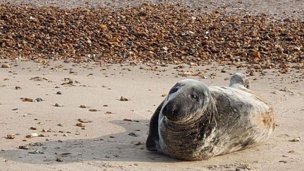 Seal on Highcliffe beach