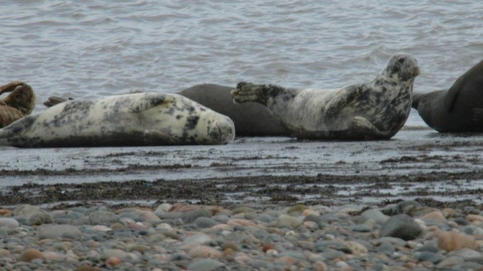 Grey seals on the shore at Walney