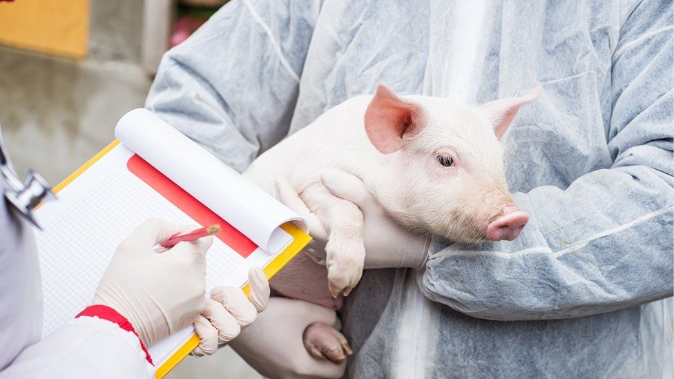 Veterinarian holding a pig