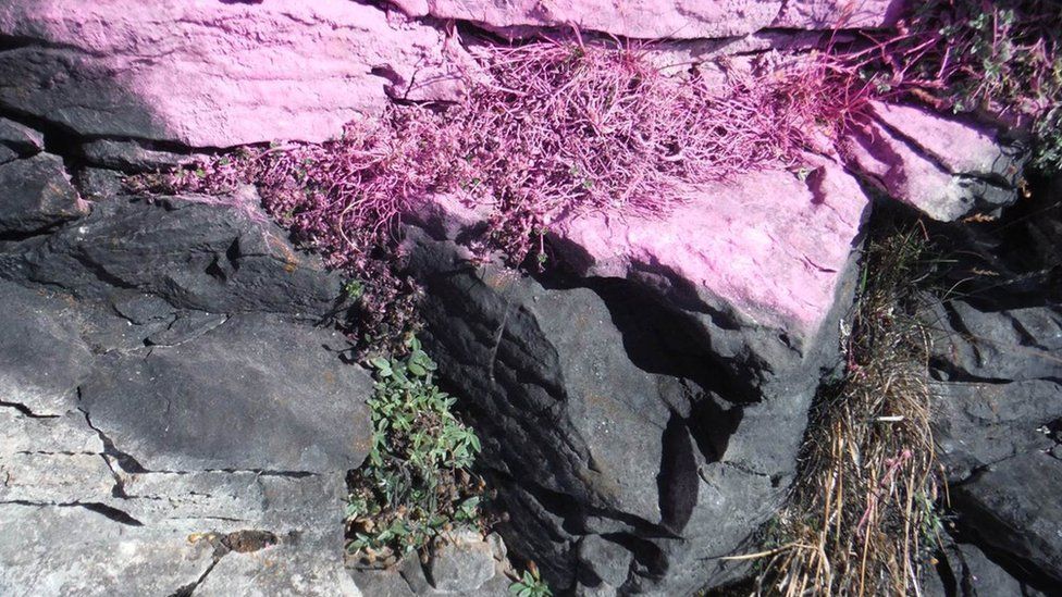 Lichens covered in pink spray paint