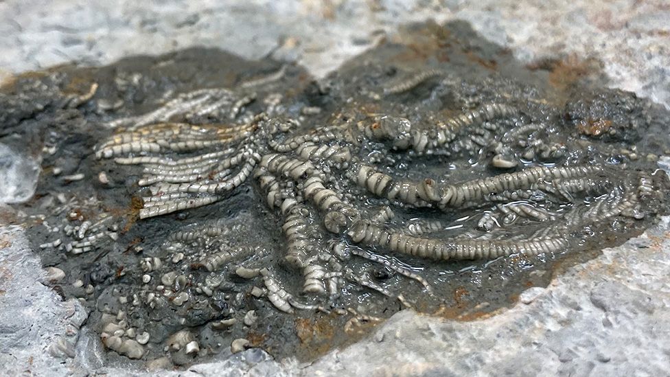 Crinoid fossils