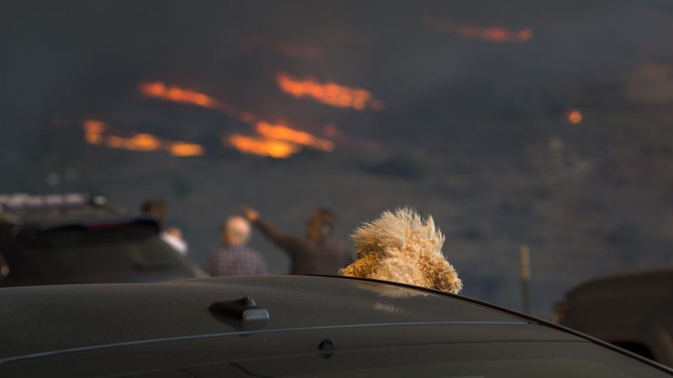 A dog watches from a car as flames approach during the Woolsey Fire