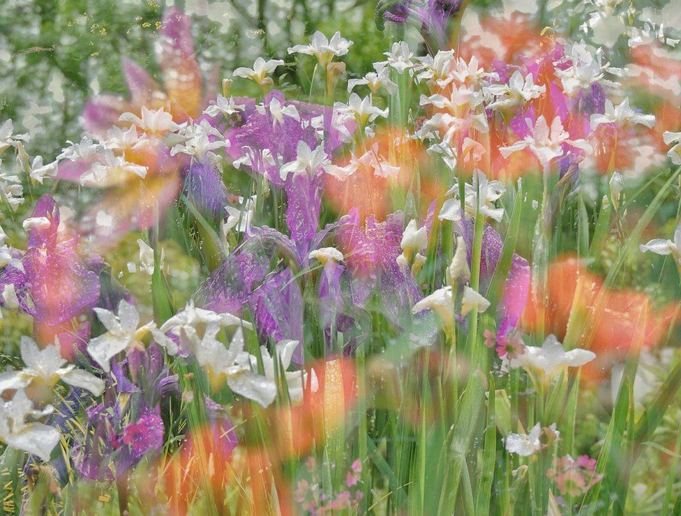 Фотография показывает фиолетовые и белые цветы, покрытые каплями дождя