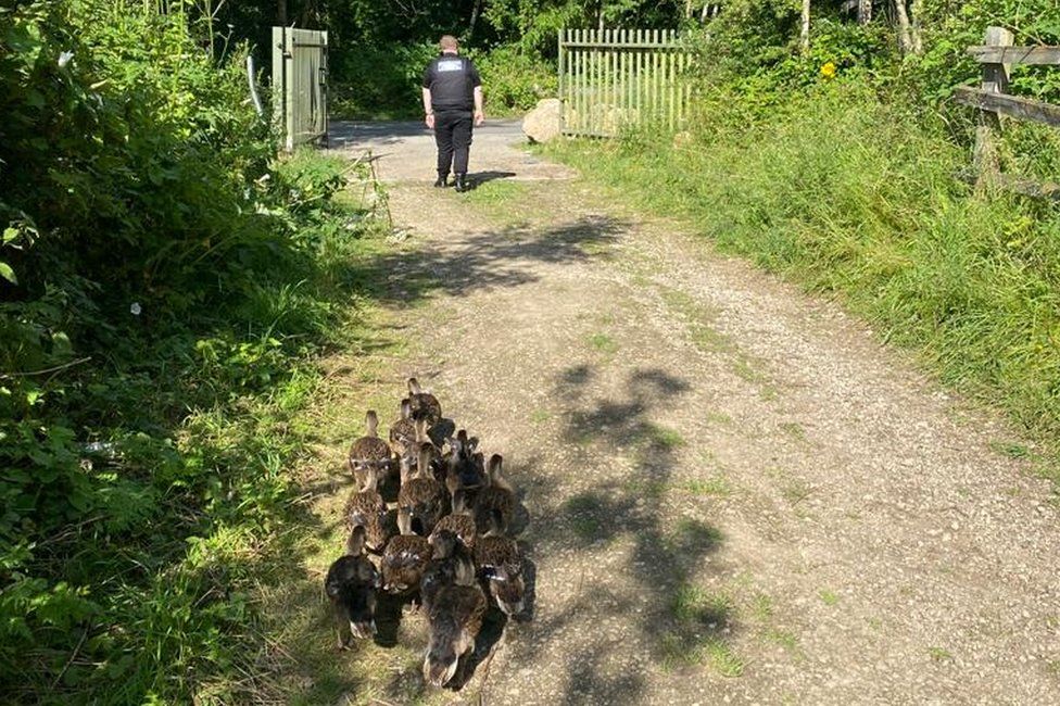 Officer escorting ducklings