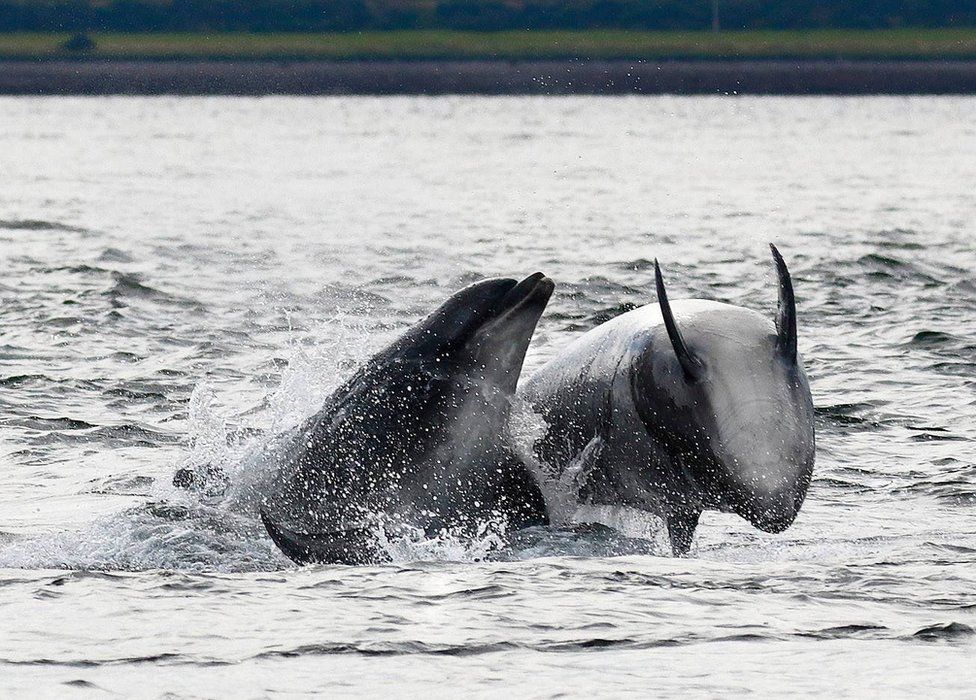 Bottlenose dolphins in Moray Firth