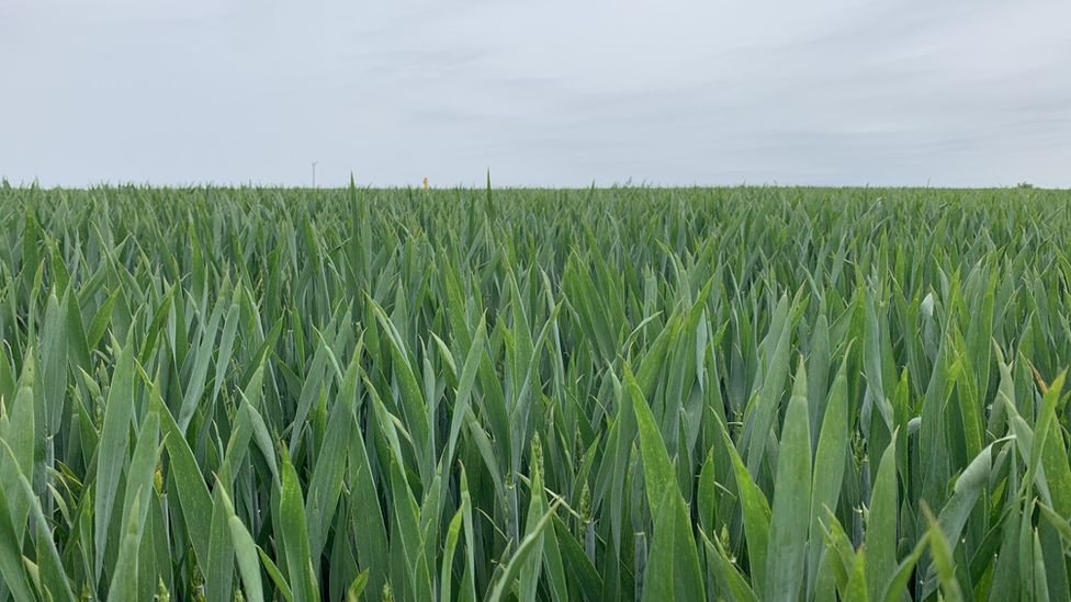 Wheat field