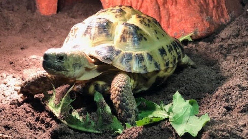 Herman the tortoise