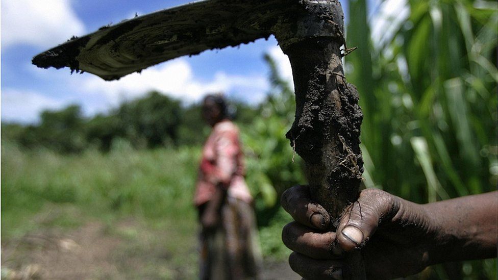 African farmer in field (Getty Images)