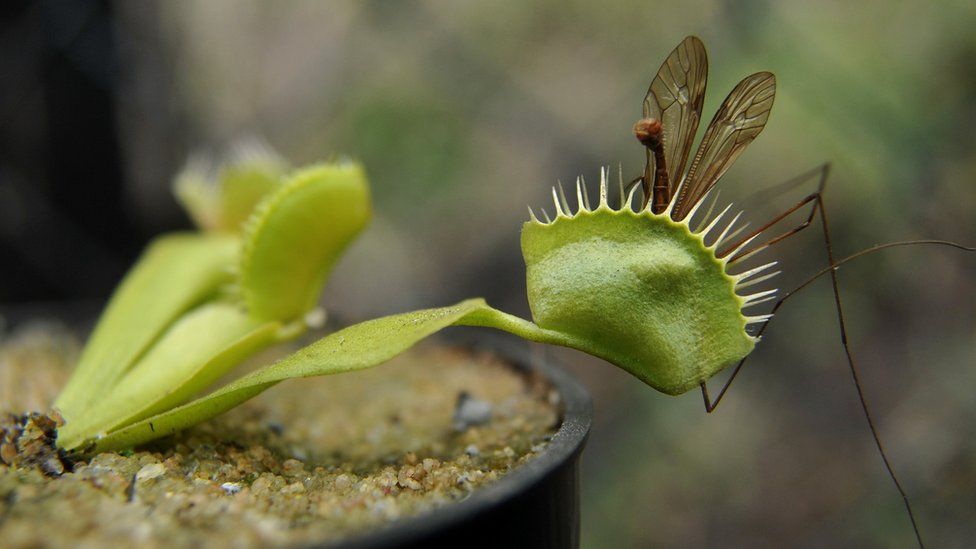 A Venus fly trap with an insect it has trapped
