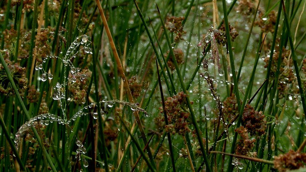 Wet grass in the countryside