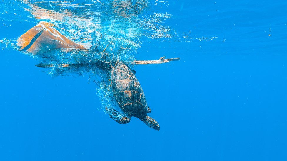 Sea turtle in a net