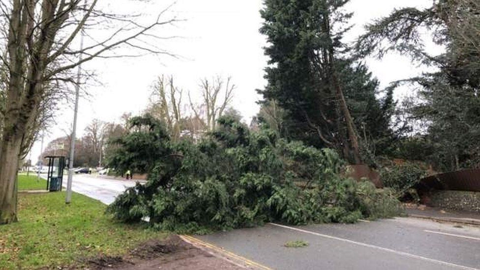 Fallen tree closes Newmarket Road in Norwich