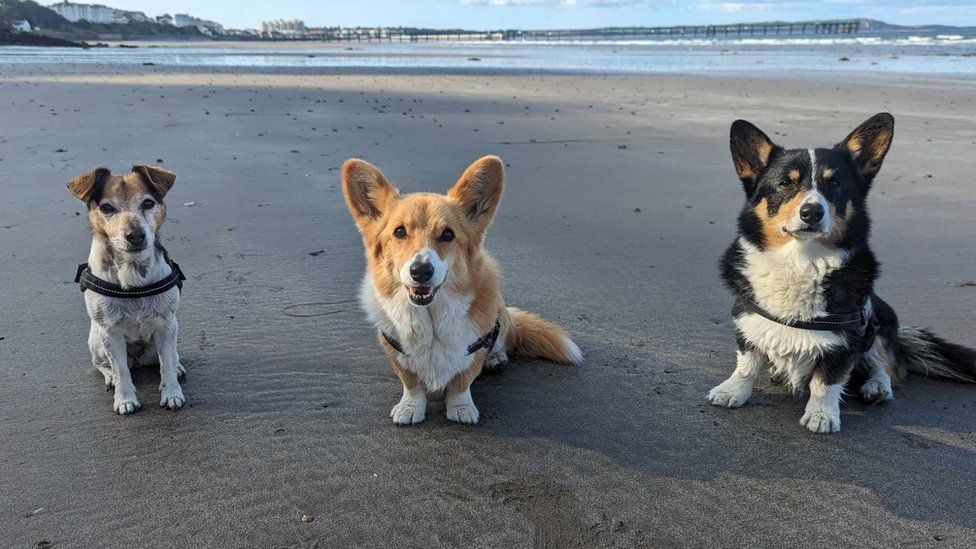 Собаки на пляже Рэмси