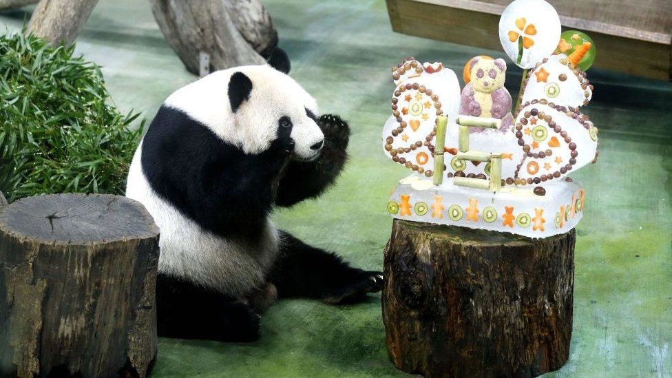 Giant panda Tuan Tuan looks at its birthday cake at Taipei Zoo on August 30, 2019 in Taipei, Taiwan