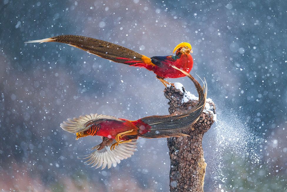 Two colourful pheasants in Lishan Nature Reserve in Shanxi Province, China