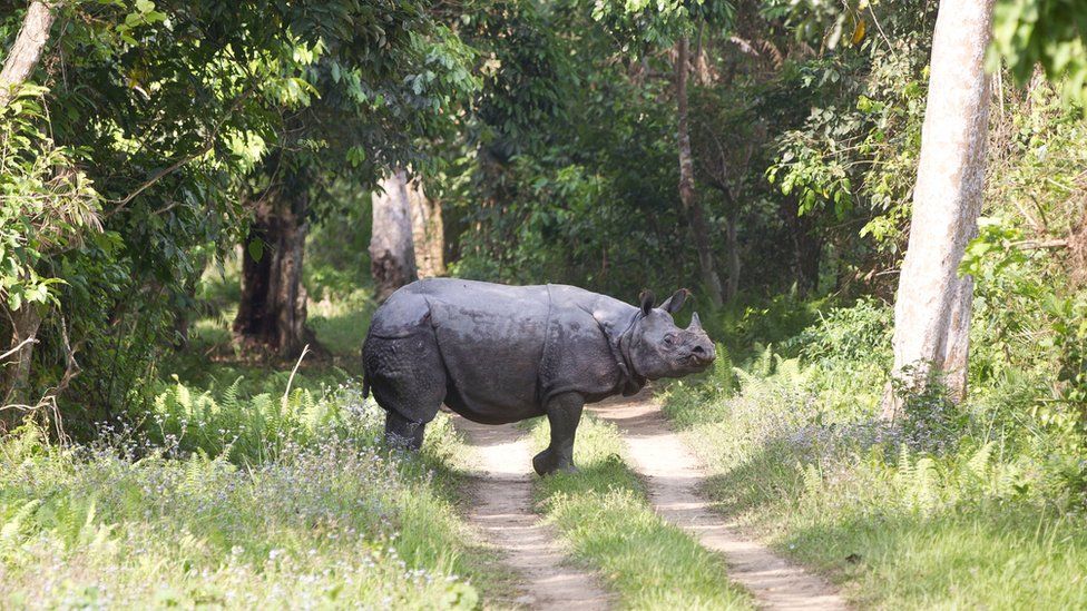 A one-horned rhino seen by the Duke and Duchess of Cambridge on safari on 13 April 2016
