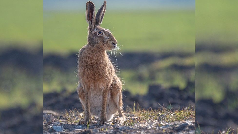 Brown hare