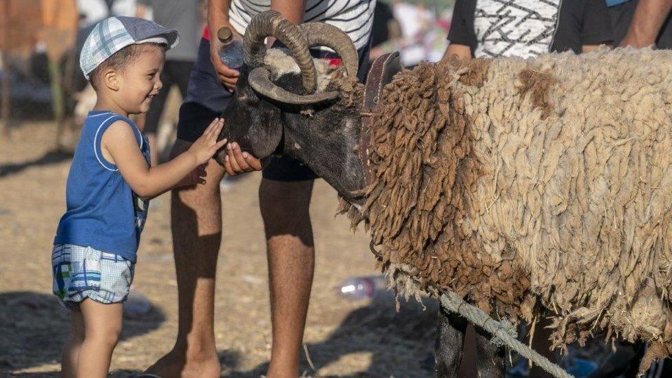 A child strokes a ram as Tunisians arrive at a livestock market ahead of the Eid al-Adha near Manouba district of Tunis, Tunisia on July 29, 2020.