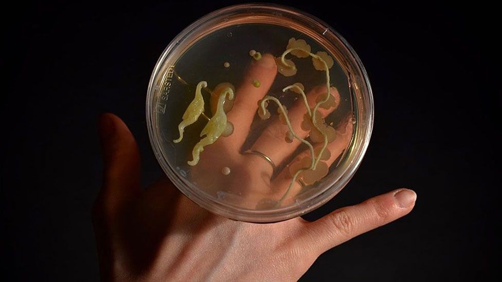 "Knuckle-duster" ring made from petri dish containing bacteria