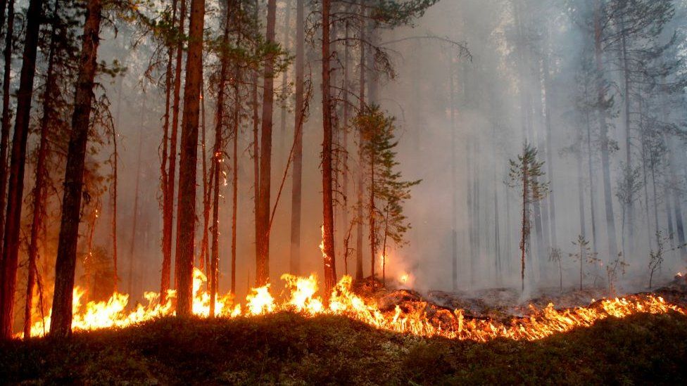 Fire burns in Karbole, Sweden, on July 15, 2018.