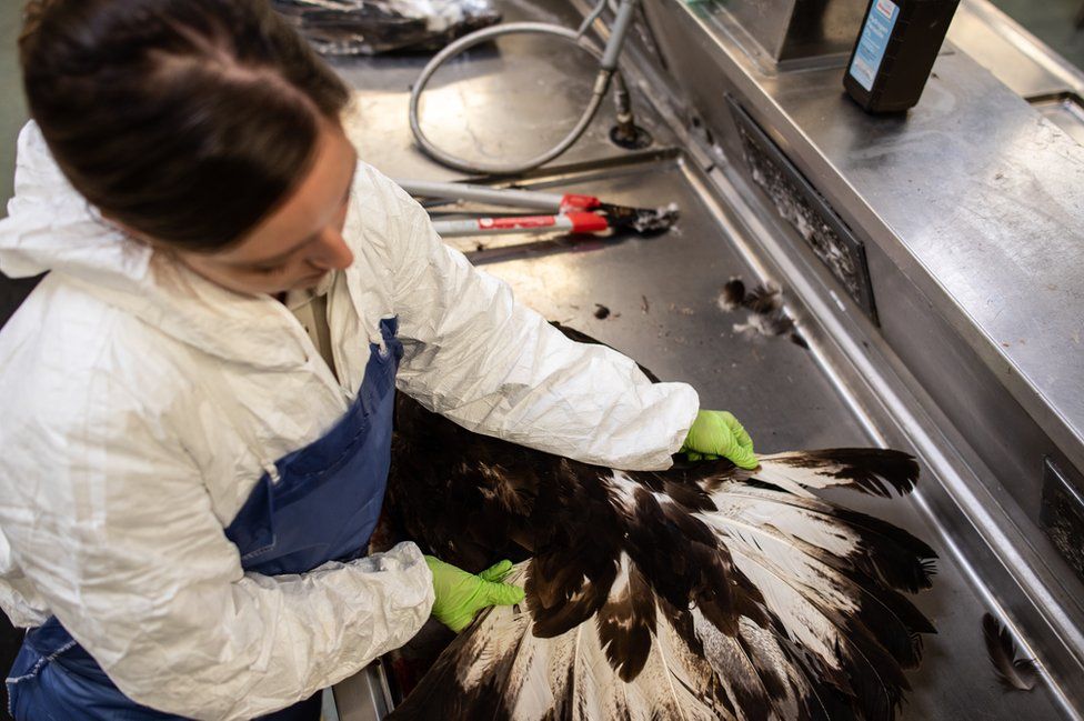 Laura Mallory checking eagle tail feathers