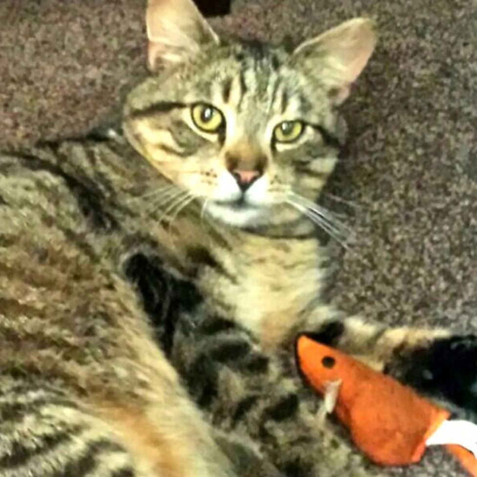 Cat found three years after going missing BBC News