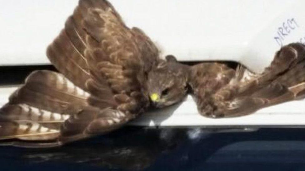 A buzzard trapped in the radiator of a van.